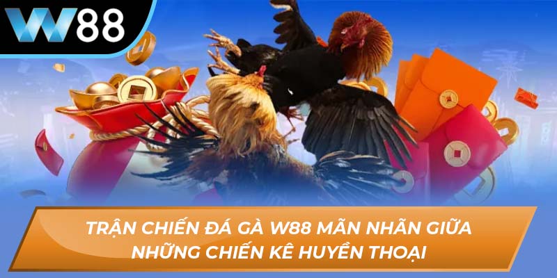 Trận chiến đá gà W88 mãn nhãn giữa những chiến kê huyền thoại